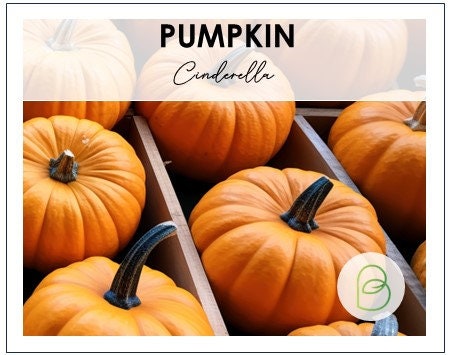 Pumpkin Cinderella