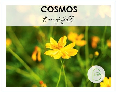 Cosmos Dwarf Gold Sulfur
