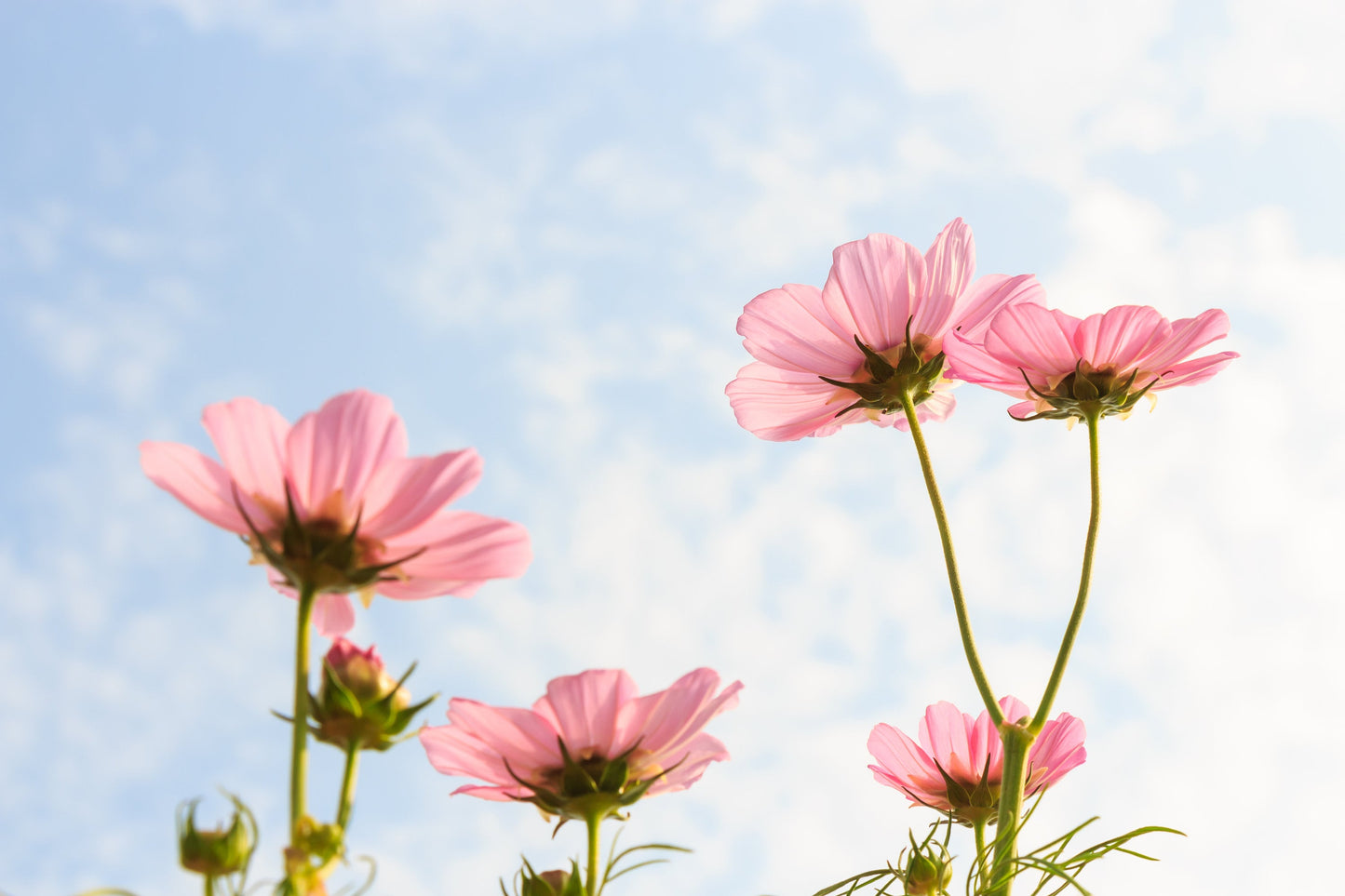 Cosmos Apricot Lemonade