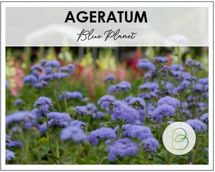 Ageratum Tall Blue Planet (F1)