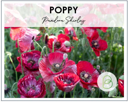 Poppy Pandora Shirley