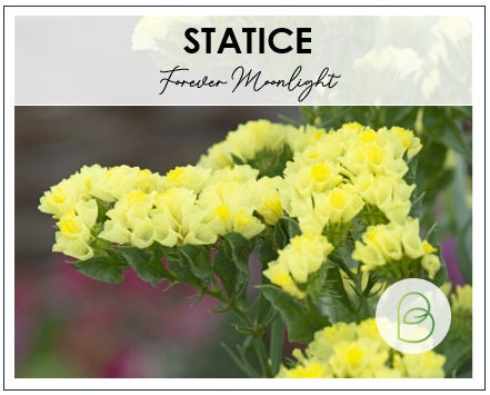 Statice Forever Moonlight