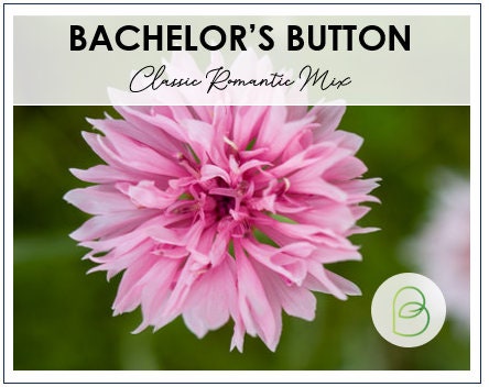 Bachelor's Button Classic Romantic