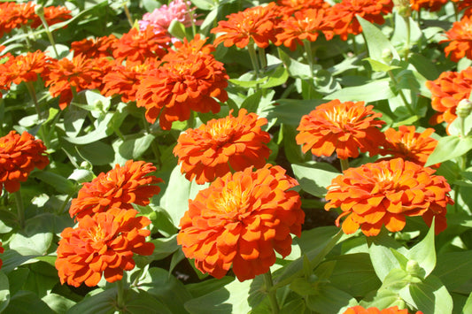 Zinna Zahara™ Double Fire