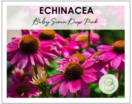 Echinacea (Coneflower) Baby Swan Deep Pink