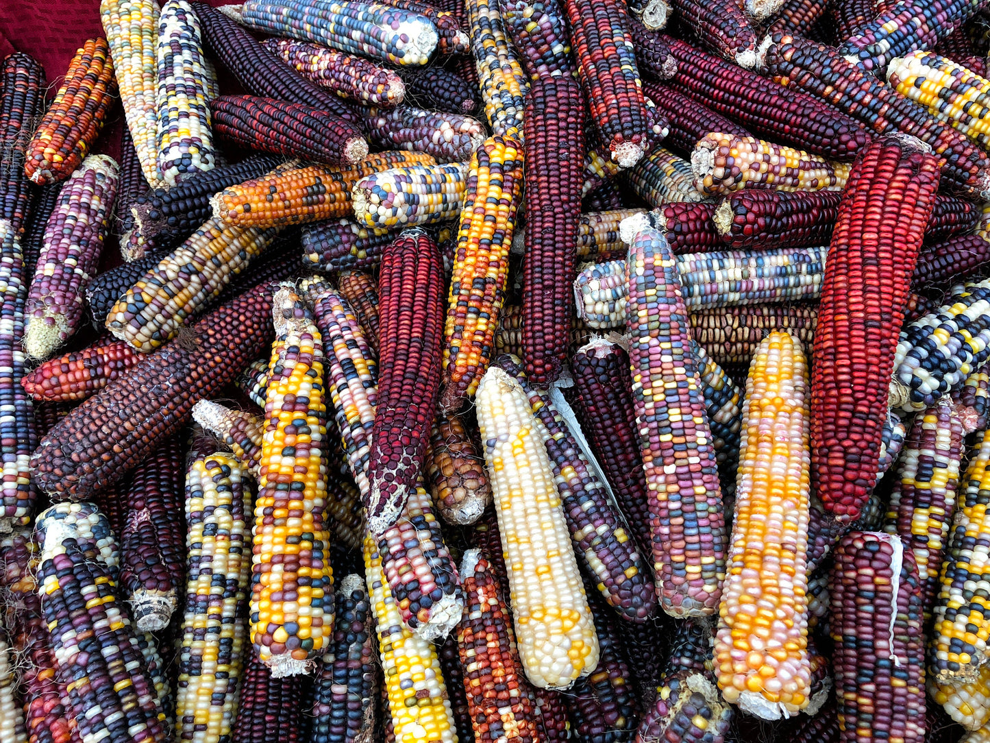 Corn Fiesta