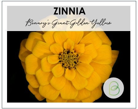 Benary's Giant Golden Yellow Zinnia 20 Seeds
