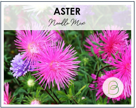Aster Needle Mix