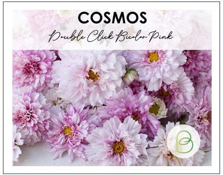 Cosmos Double Click Bicolor Pink