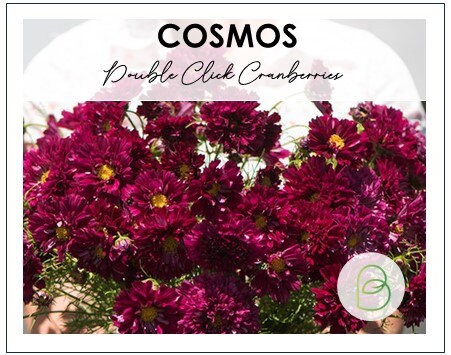 Cosmos Double Click Cranberries