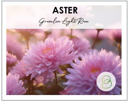 Aster Gremlin Light Rose