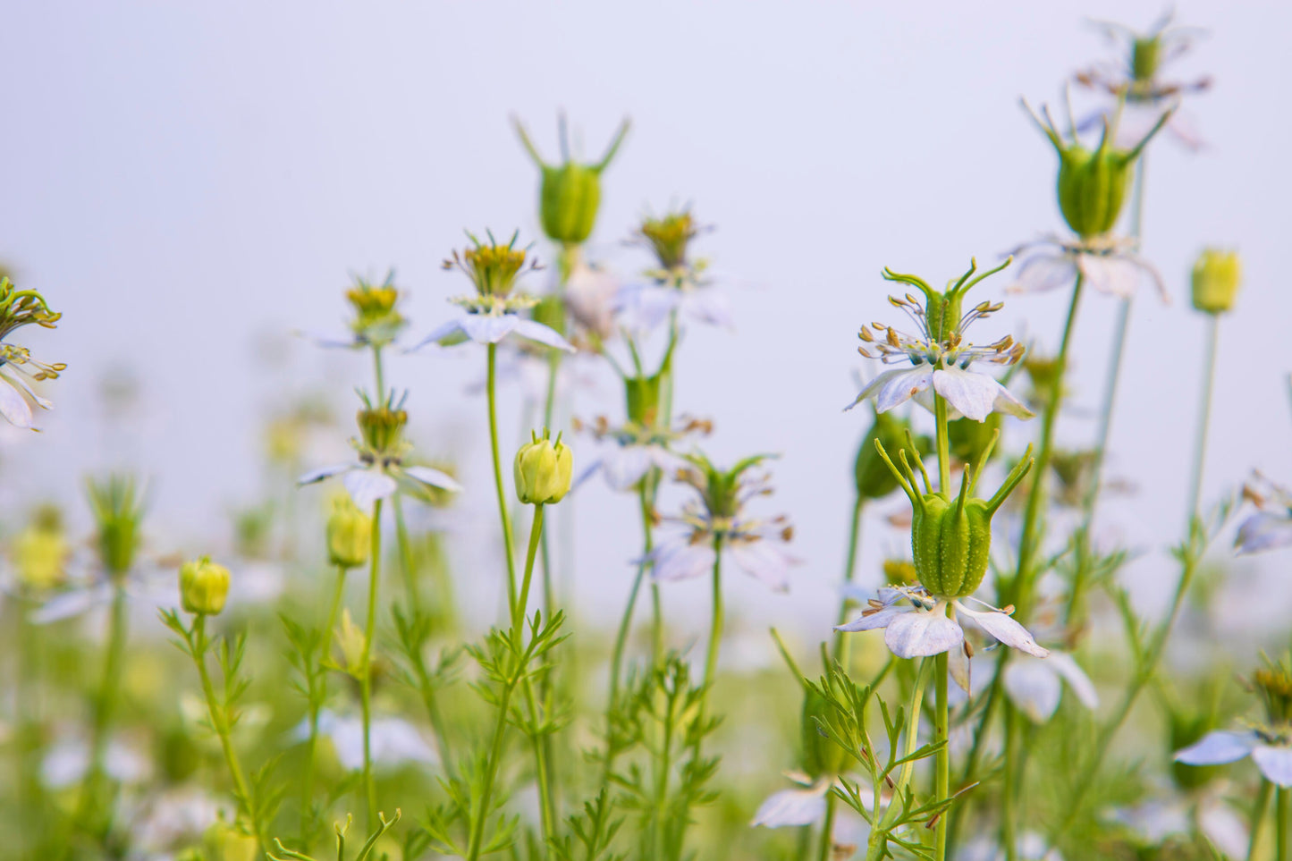 Nigella African Bride