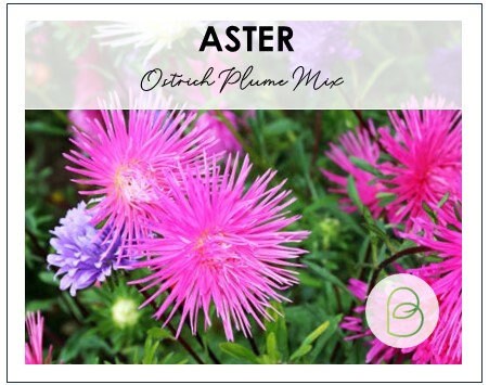 Aster Early Ostrich Plume