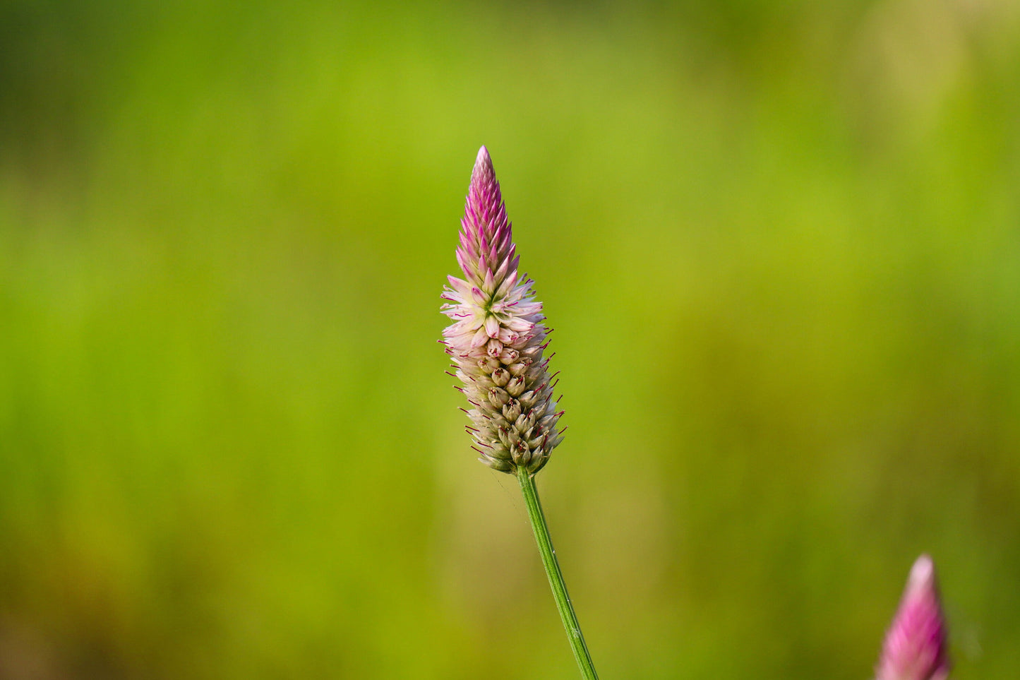 Celosia Flamingo Feather