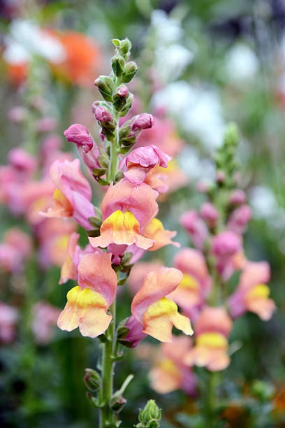 Snapdragon Seed Bundle, 4 Bestselling Varieties, Cut Flowers