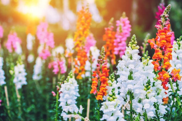 Snapdragon Seed Bundle, 4 Bestselling Varieties, Cut Flowers