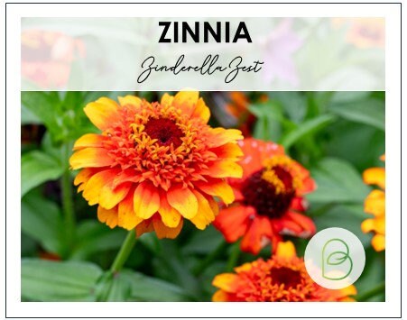 Zinnia Zinderella Zest
