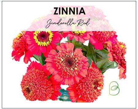 Zinderella Red Zinnia 10 Seeds, Zinnia Elegans, Professional Cut Flower, Wedding flowers, Rare Seeds, Fast Free Shipping, Salmon Double