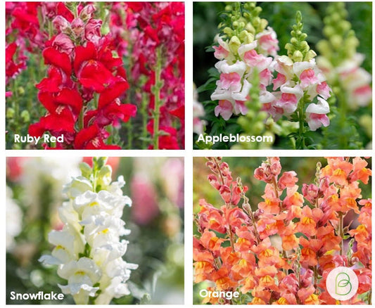 Snapdragon Seed Bundle, 4 Bestselling Varieties, Cut Flowers