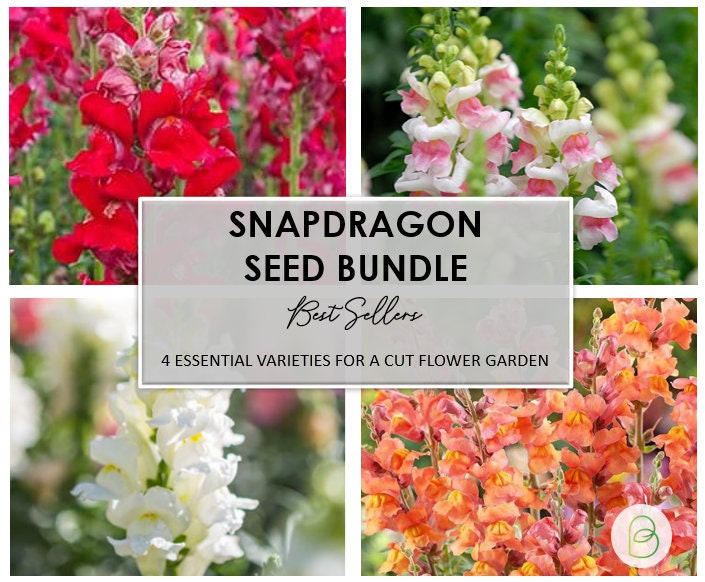 Snapdragon Seed Bundle, 4 Bestselling Varieties, Cut Flowers