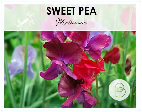 Matucana Sweet Pea
