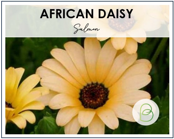 African Daisy Salmon