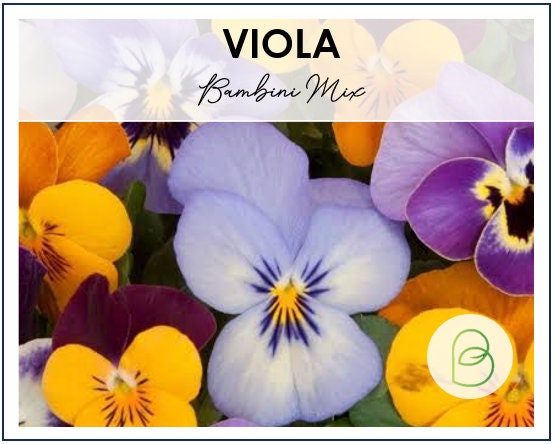 Viola Bambini