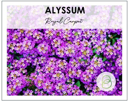 Alyssum Royal Carpet