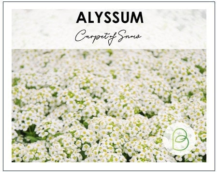 Alyssum Carpet of Snow