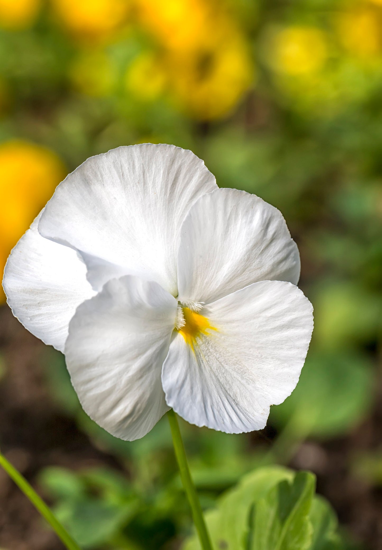 Viola Perfection White