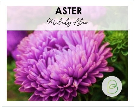 Aster Milady Lilac