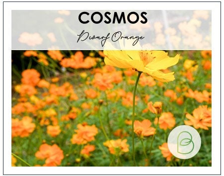 Cosmos Dwarf Orange Sulfur