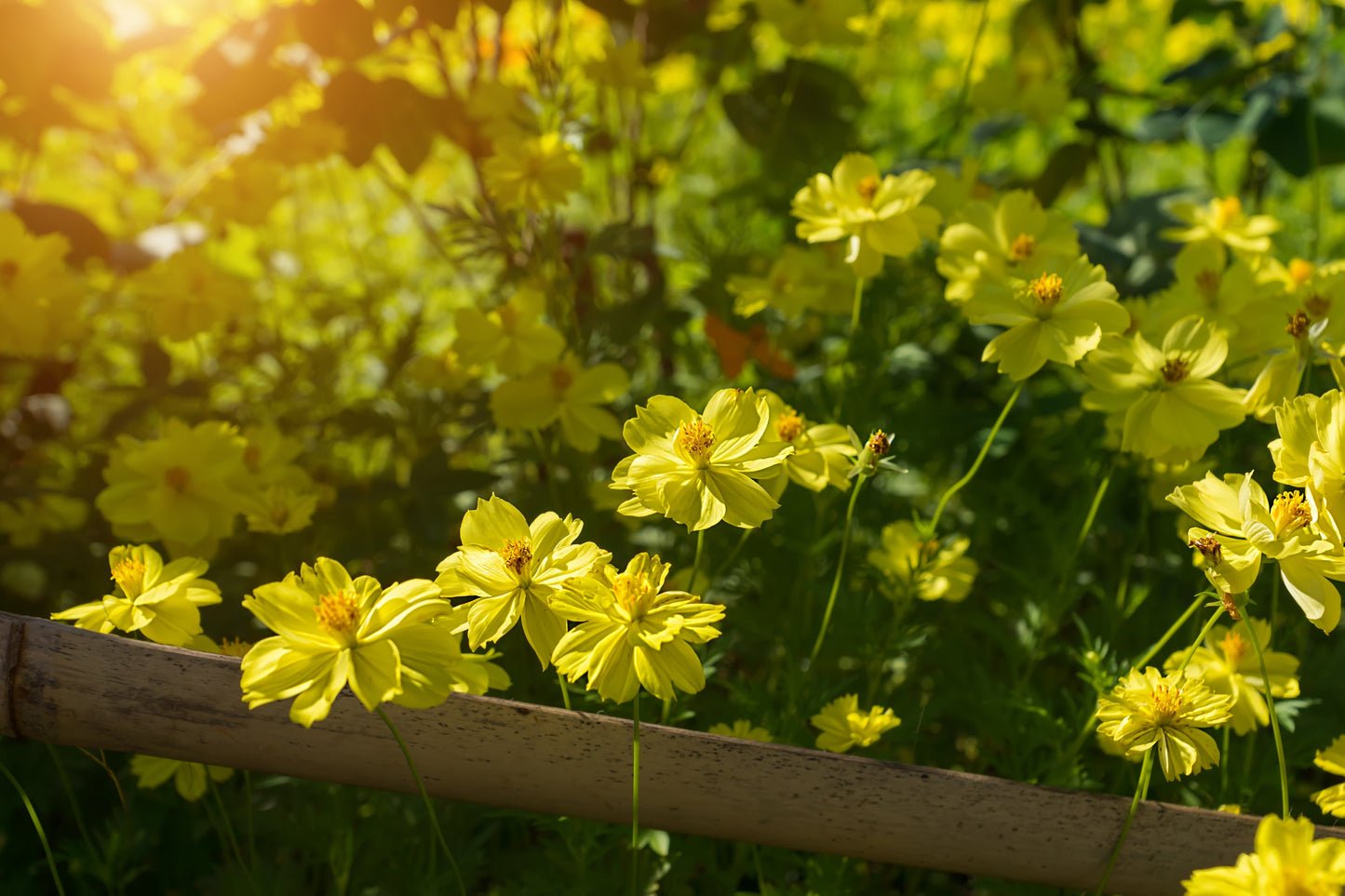 Cosmos Dwarf Gold Sulfur