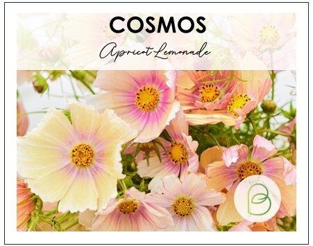 Cosmos Apricot Lemonade
