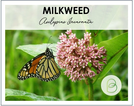 Common Milkweed