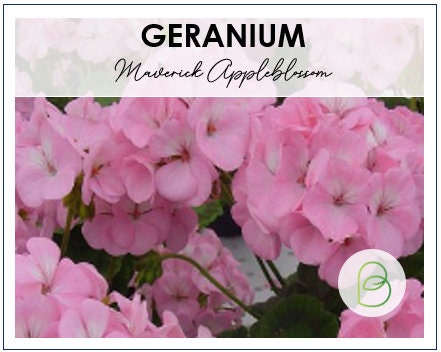 Geranium Maverick Abbleblossom