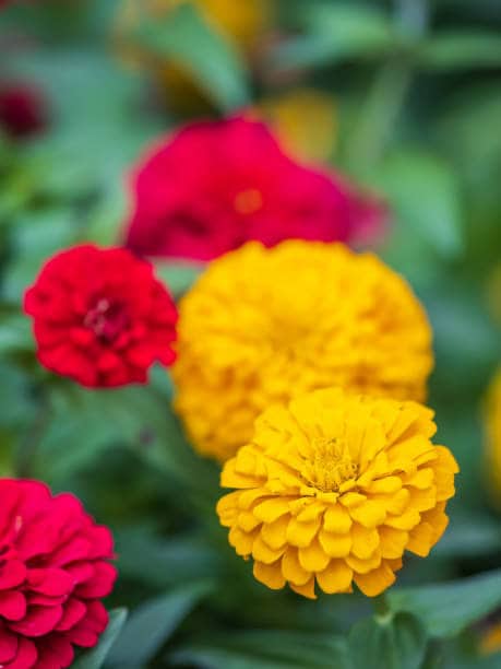 Zinnia Benary's Giant Logan Mix