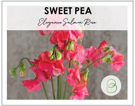 Sweet Pea Salmon Rose Elegance