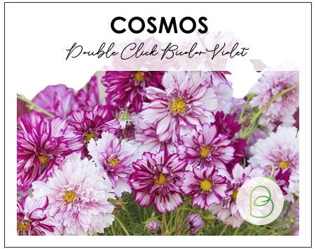 Cosmos Double Click Bicolor Violet