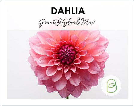 Dahlia Giant Hybrid Mix