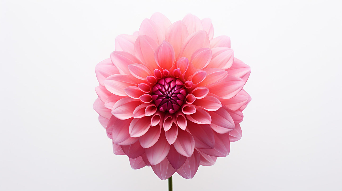 Dahlia Giant Hybrid Mix