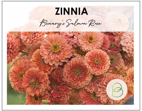 Zinnia Benary's Giant Salmon Rose