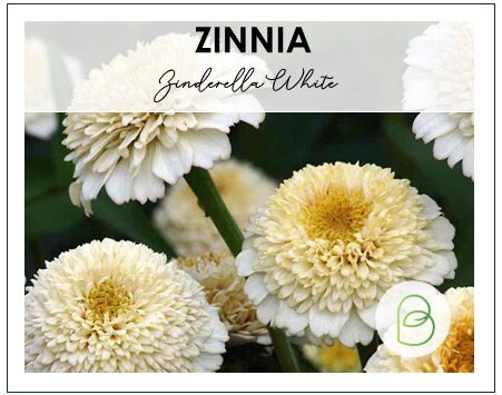 Zinnia Zinderella White
