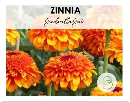 Zinnia Zinderella Zest