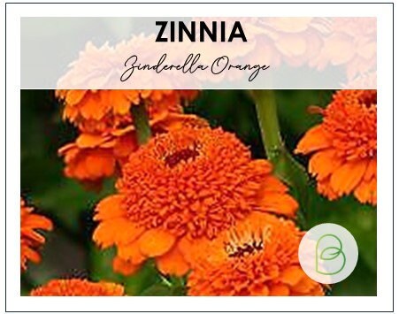 Zinnia Zinderella Orange