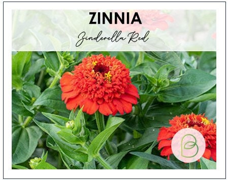 Zinderella Red Zinnia 10 Seeds, Zinnia Elegans, Professional Cut Flower, Wedding flowers, Rare Seeds, Fast Free Shipping, Salmon Double