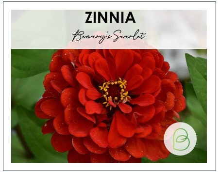 Zinnia Benarys Giant Scarlet