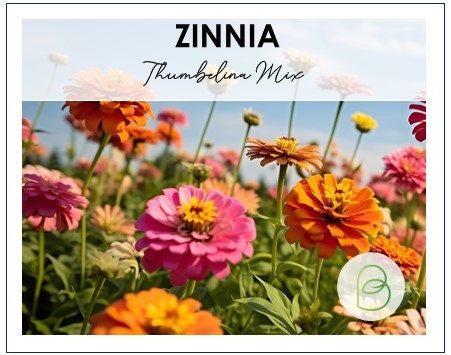Zinnia Thumbelina Mix