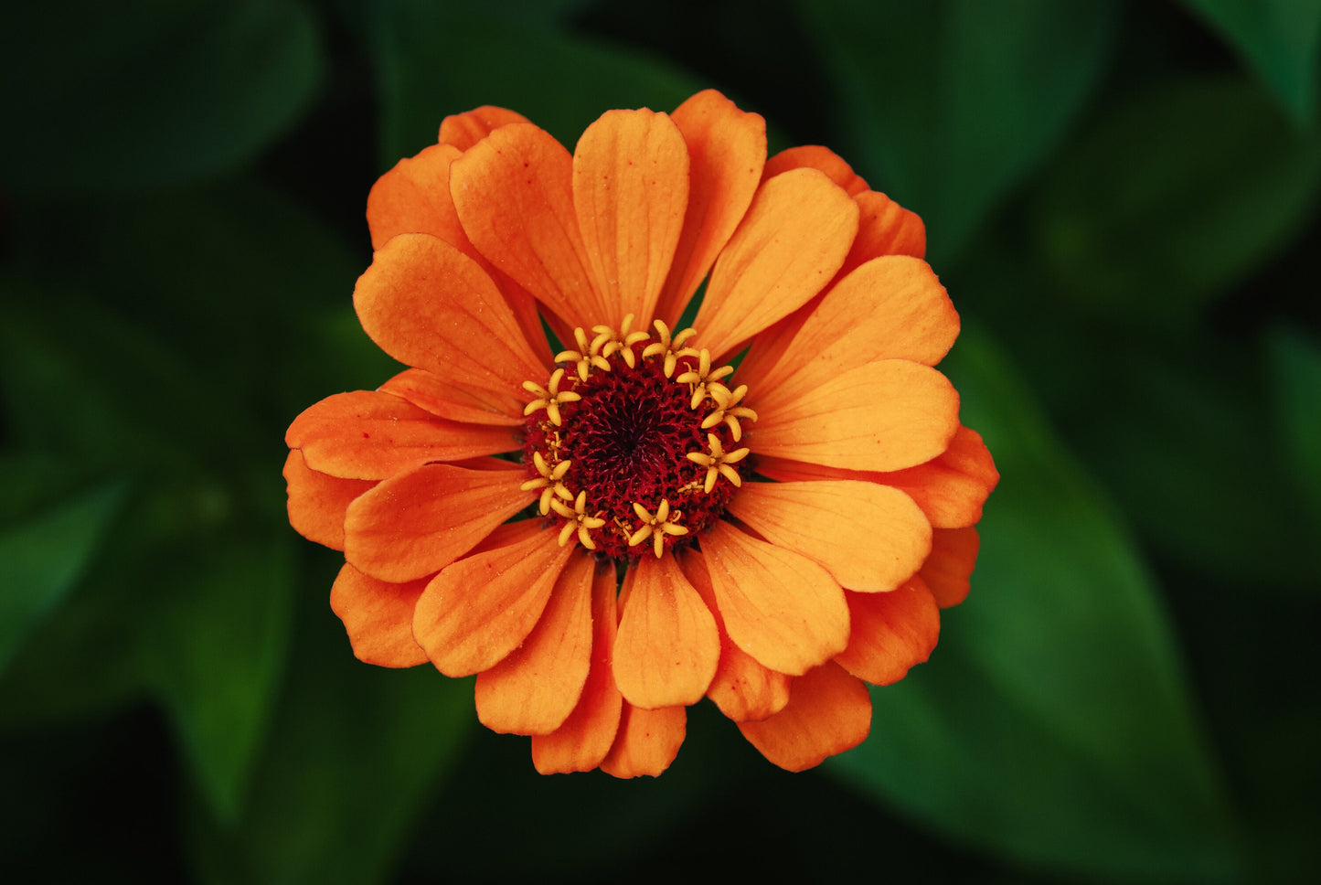 Orange Annual Wildflower Seed Mix