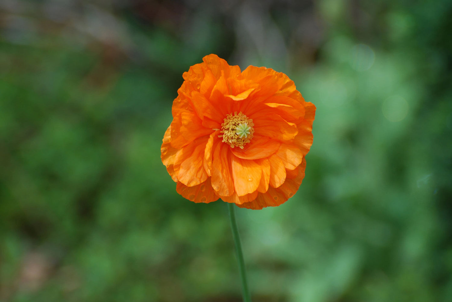 Orange Annual Wildflower Seed Mix